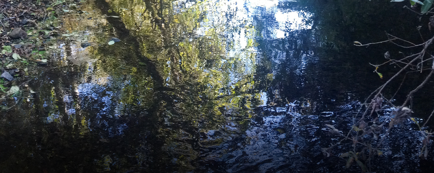 Protected ranches provide coho habitat