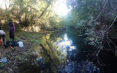 Protected ranches provide coho habitat