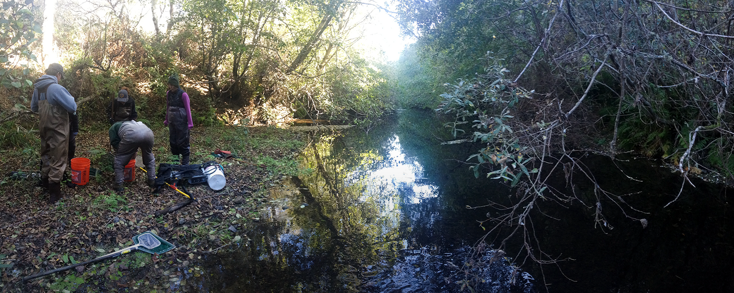 Protected ranches provide coho habitat