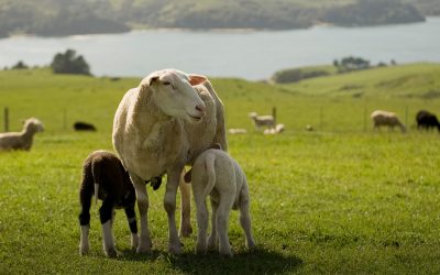 Barinaga Ranch, Marshall