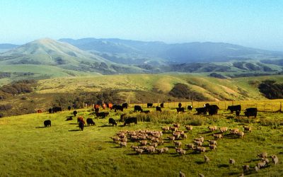 Milestone: 50,000 acres preserved