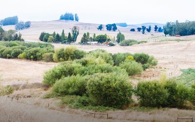 Fallon Ranch, Tomales