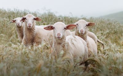 Toluma Farms, Tomales