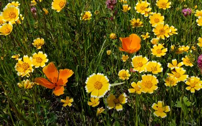Leiss Ranch, Chileno Valley