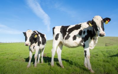 Beyond 51,000 acres: MALT protects Bianchini Ranch