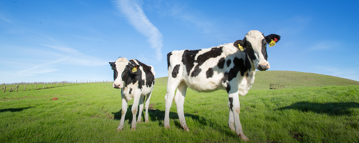 Beyond 51,000 acres: MALT protects Bianchini Ranch