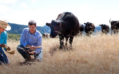 Looking to the Land to Mitigate Climate Change