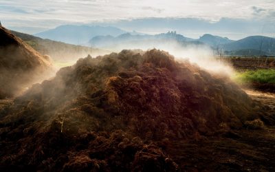 Can Dirt Save the Earth?